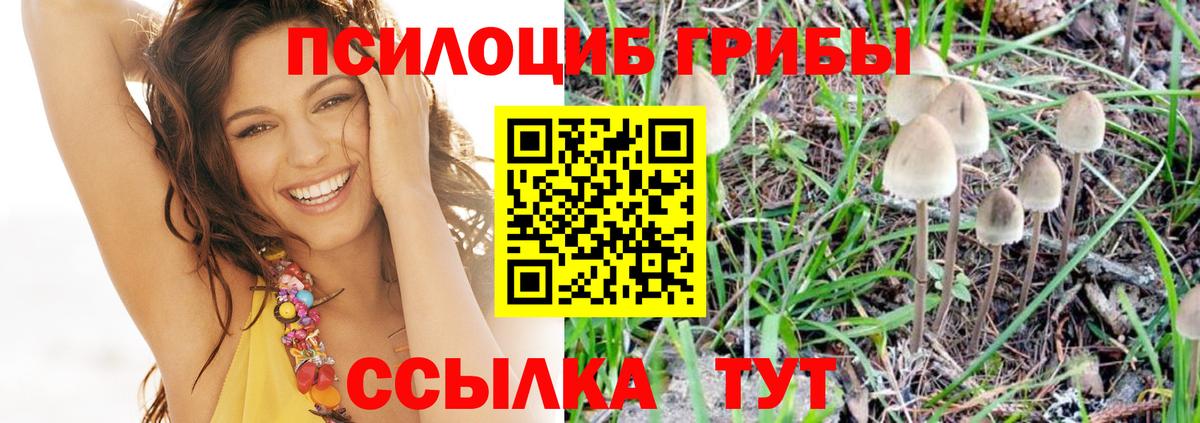 Куйбышев  Псилоцибиновые грибы Psilocybine cubensis  Вход с VPN 
